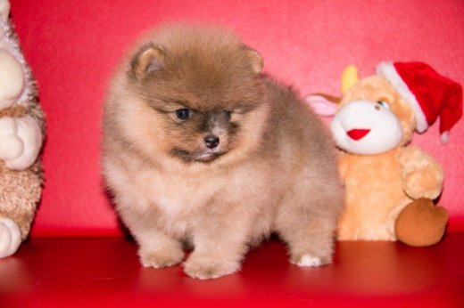 Pomeranian