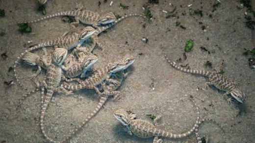 Agama bradatá