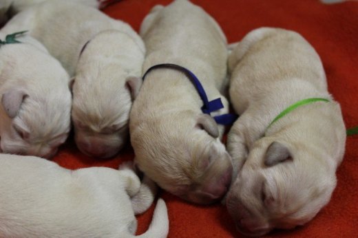Labrador Retriever - šteniatka s PP