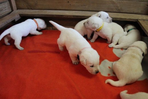 Labrador Retriever - šteniatka s PP