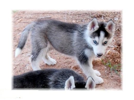Krasna Sibírsky husky vlčí šteňatá z