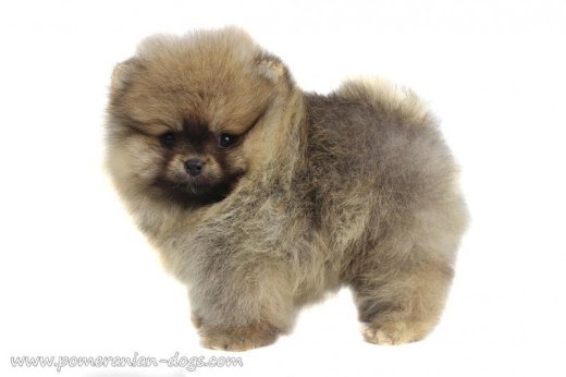 Pomeranian Boo Špic - steny na predaj
