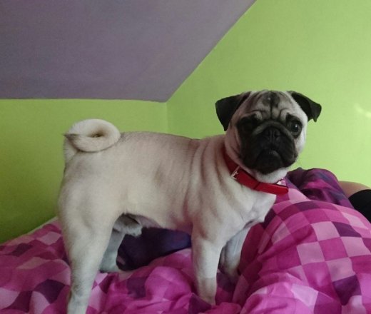 Mops - krytie