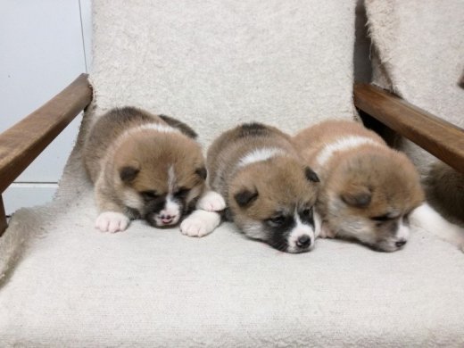 Predám šteniatka Akita Inu