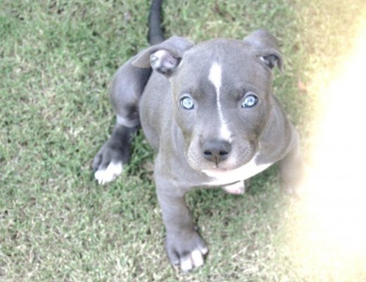 Kúpim pitbulla