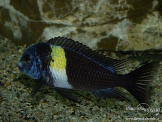 Predam odchovy Tropheus