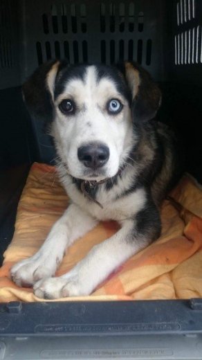 Darujem husky