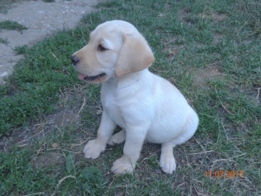 Ponúkám šteniatka labradora