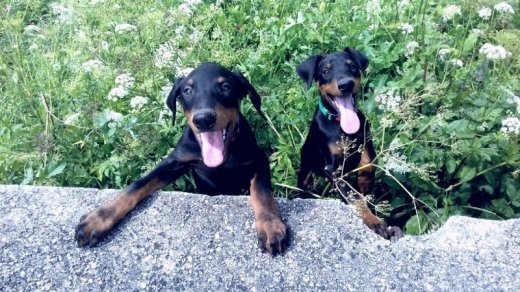 šteniatka Doberman k odberu
