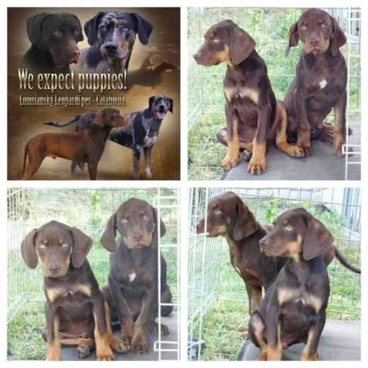 Louisiansky leopardi pes - Catahoula s PP