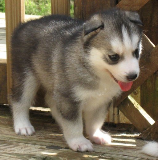 Sibírsky husky šteňa