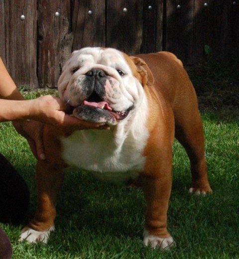 Anglický buldog -bulldog-krytie