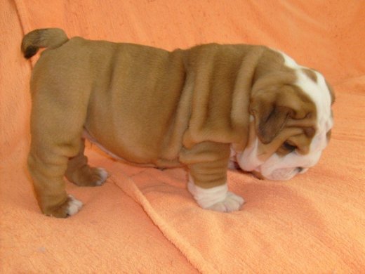 Anglický buldog