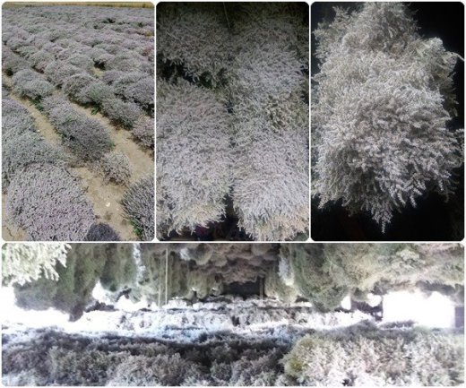 Predám sušené Staticu Tataricu (Limonium tataricum