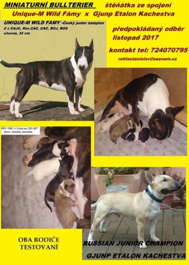 Miniaturní bullterier - prodám štěňátka