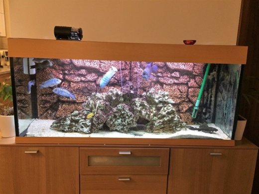 250 l akvárium Ferplast aj s rybkami
