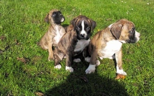 steniatka boxer
