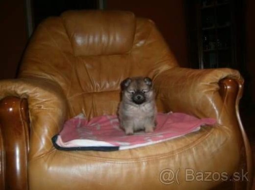 Pomeranian