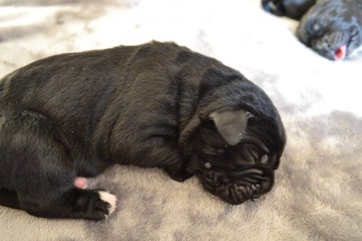 Šteniatka Cane Corso