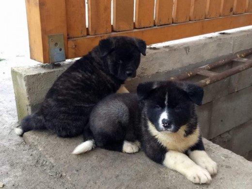 Krasna akita