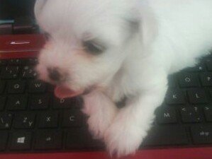 Mini maltezak