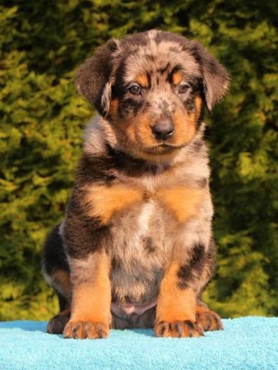 Beauceron s PP (černá s pálením x harlekýn)