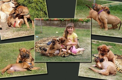 Rhodéský ridgeback - štěňátka s PP