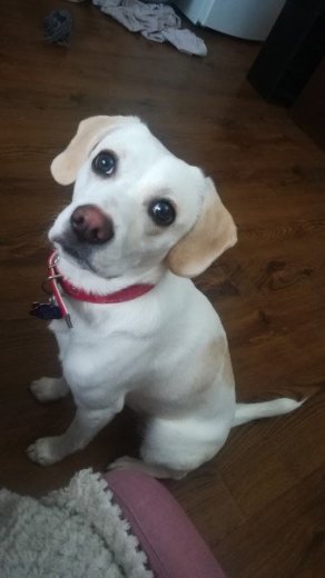 Darujem psika, sucka,beagle labrador spicc mix