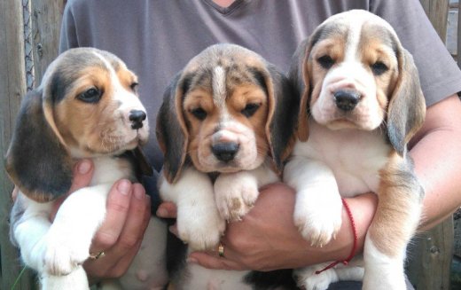 Bígel (beagle) štaniatka s PP