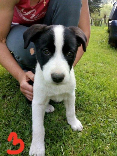 Darujem za veterinárne poplatky.