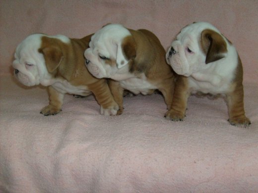 Anglický buldog-bulldog