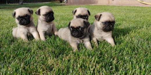 Mops pug steniatka