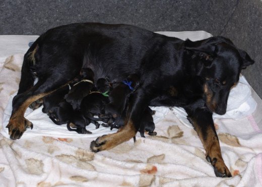 Štěnátka Beaucerona s PP