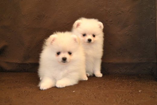 Krásne snehovo biele Pomeranian šteňa, dievča.