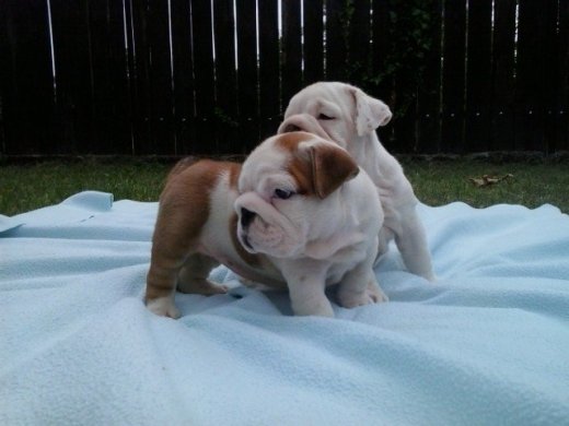 Anglicky buldog-bulldog-buldok