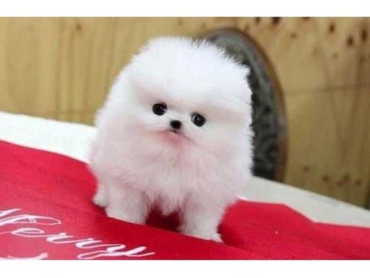 Extra mini pomeranian - nepĺznúce