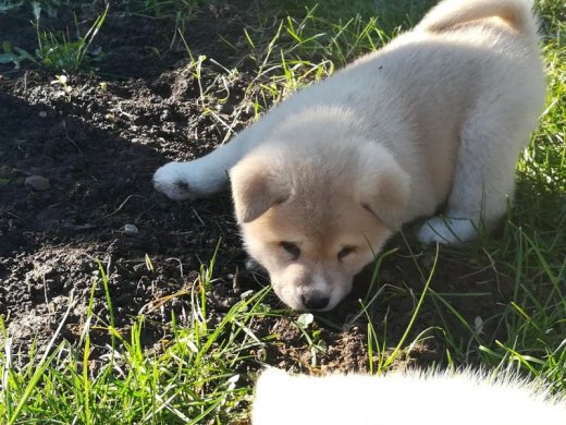 Akita Inu (Hačiko)