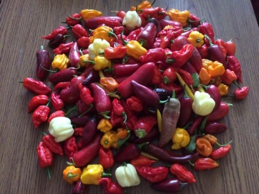 Semiačka Chilli Dragons Breath / a ine na po 20ks