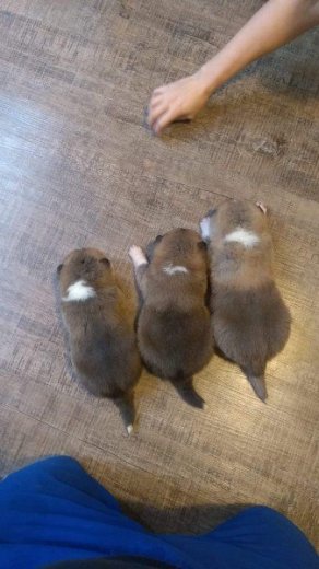 Akita inu šteniatko