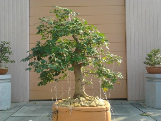 Bonsai na predaj