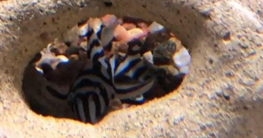 L46 - Hypancistrus zebra - sumec zebra
