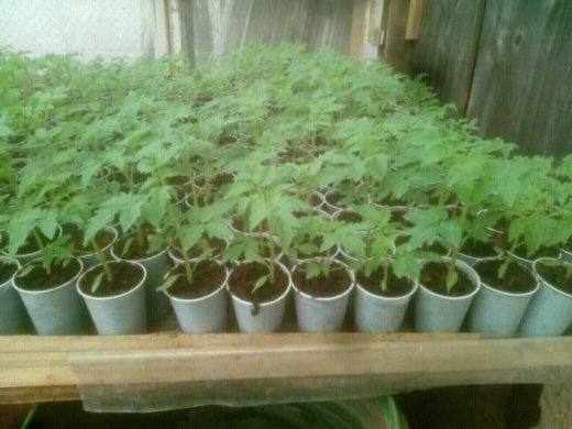 Planta Rajčiny Paprika