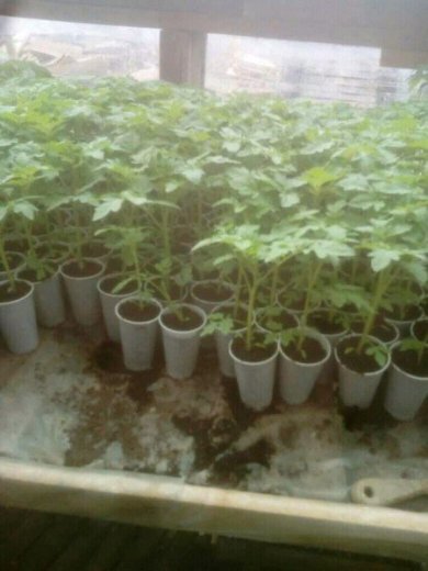 Planta zelenina