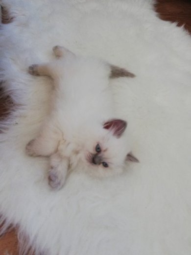 ragdoll maciatka