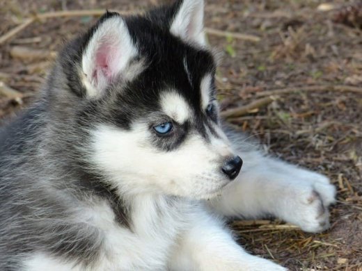 Nádherné šteniatka sibírskeho husky