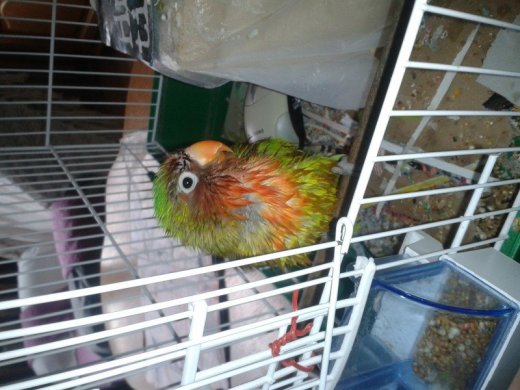 Agapornis ciernohlavy