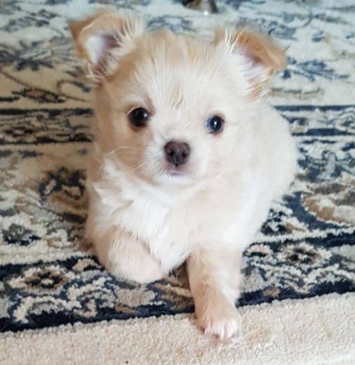 Mini civava