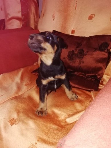 Jagdteriér, Nemecký lovecký teriér, Jagdterrier