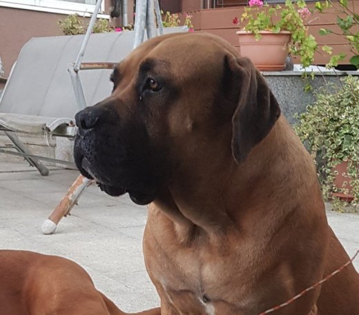Burbul šteniatka k rezervácii
