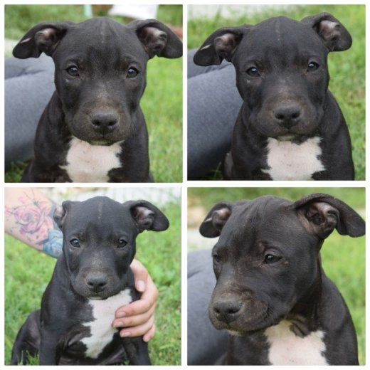 Americky staffordshirsky terrier
